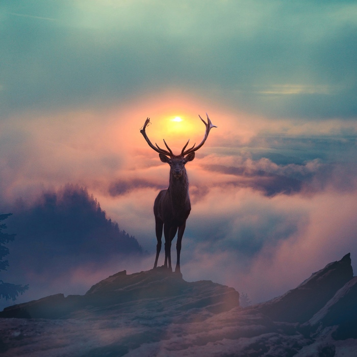 Deer standing on a rock at sunset with clouds