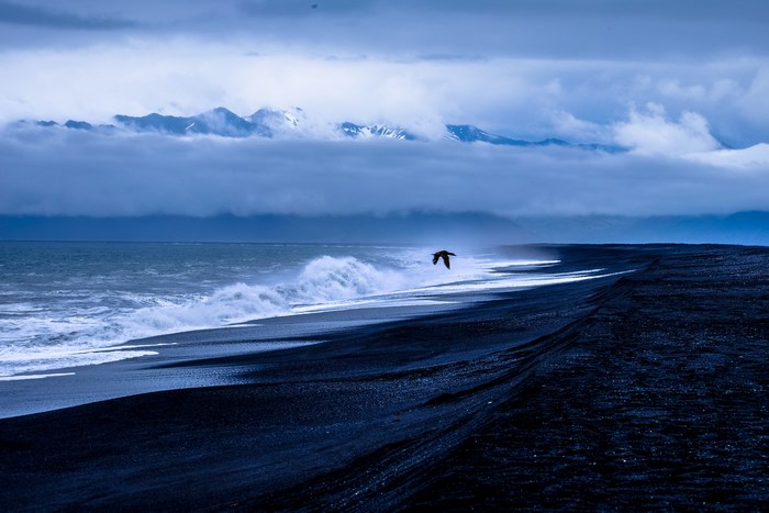 Bird flying over black sand beach with waves and mountains