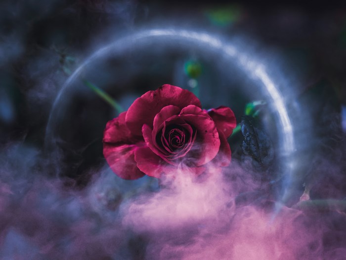 Red rose in a mystical blue and purple aura