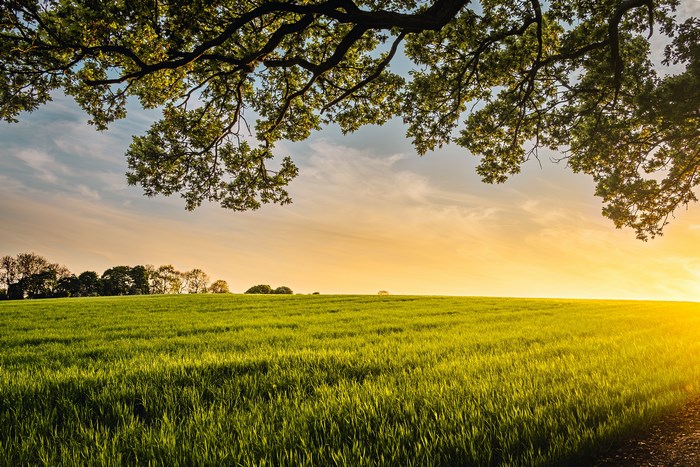 Green field under a tree at sunset