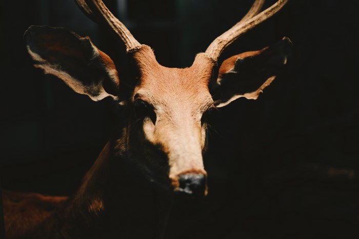 Close-up of a deer with antlers in the dark