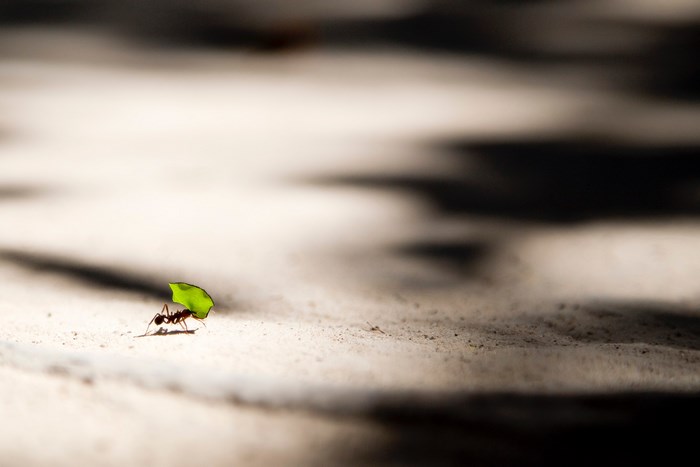 Ant carrying a green leaf in sunlight