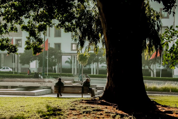 Two people relax on a bench in a park with a large tree.