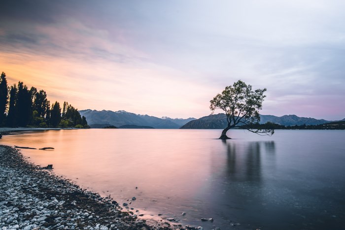 That Wanaka Tree at sunrise, New Zealand
