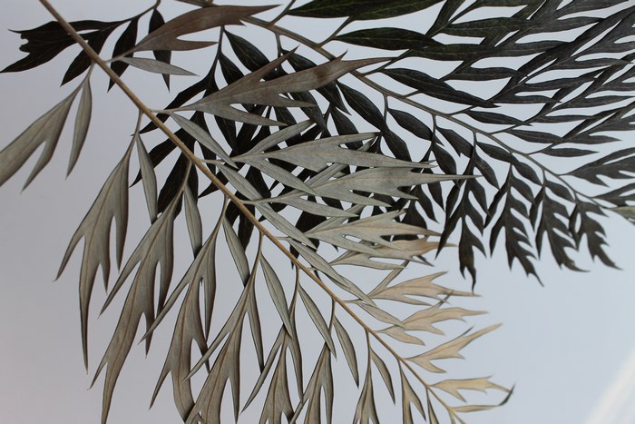 Silky Oak leaves against a white background