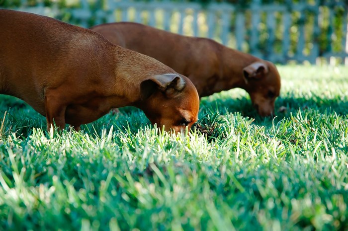 Two brown dogs eating grass in a yard