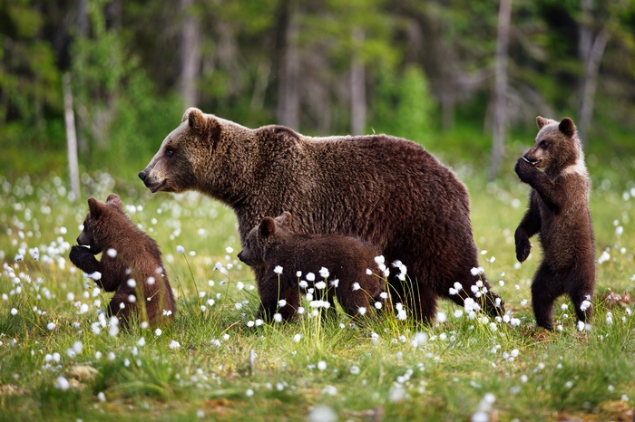 Mother Bear and Cubs in a Field of Flowers