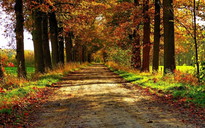 Dirt road lined with autumn trees