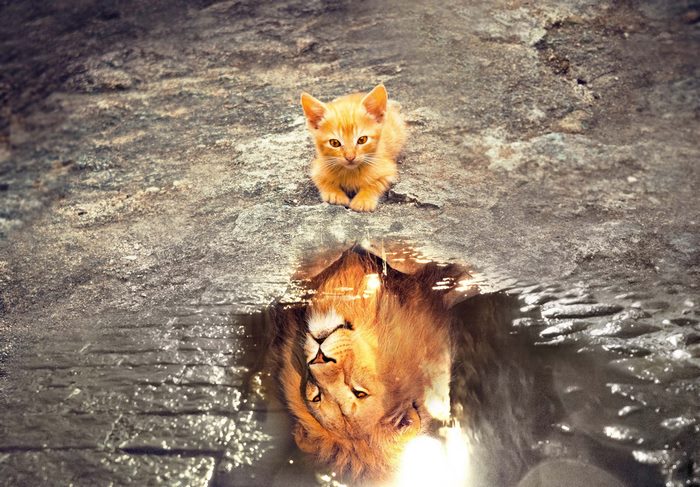 Kitten reflected as a lion in water
