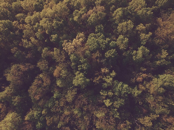 Aerial View of Dense Green Forest Canopy