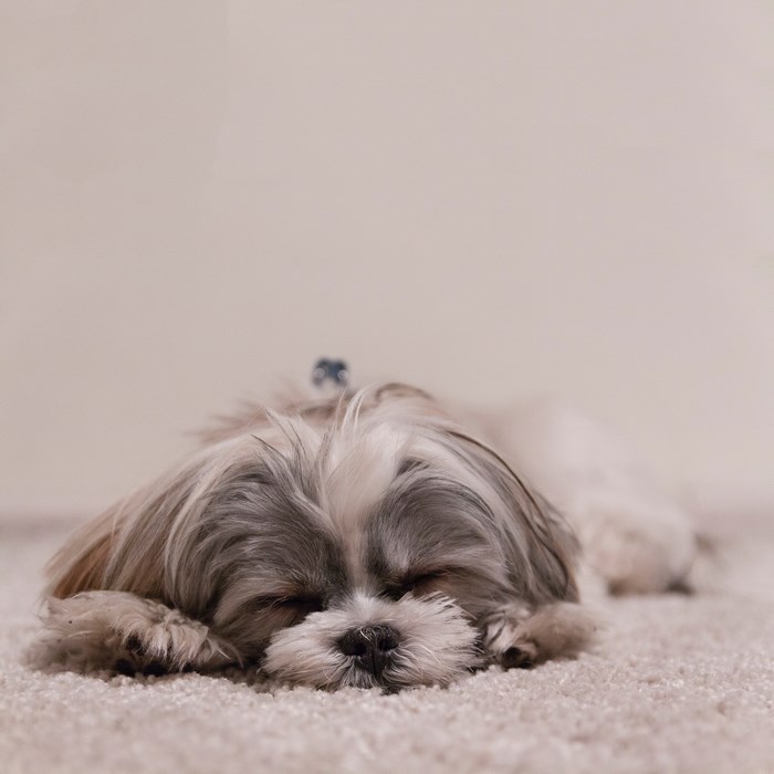 Shih Tzu dog sleeping on a carpet