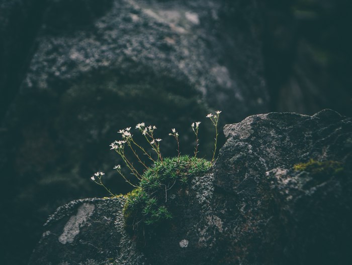 Small white flowers growing on a mossy rock