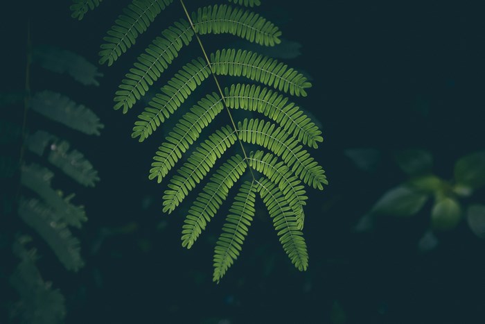 Green fern leaves against a dark background