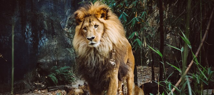 Lion with a mane in a forest habitat