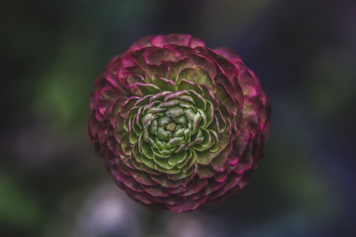 Close-up of a pink and green ranunculus flower