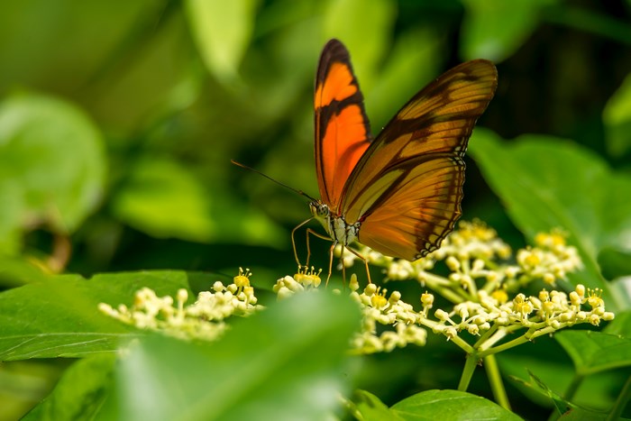 Orange butterfly feeding on small white flowers