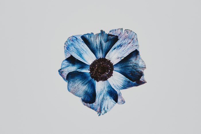 Blue and white flower with dark center