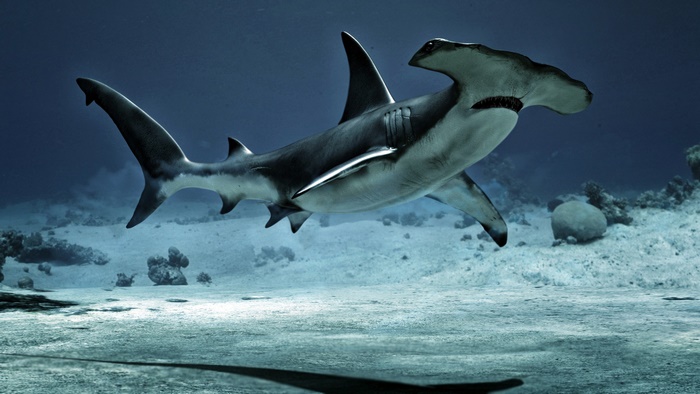 Hammerhead Shark swimming underwater