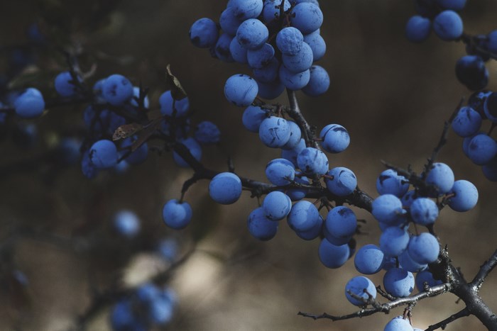 Blueberries on a branch in nature