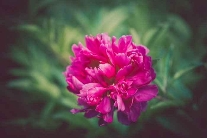 Close-up of a vibrant pink peony flower