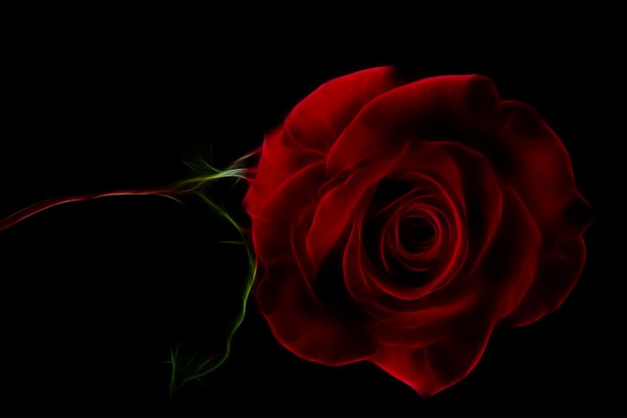 Red fractal rose on a black background