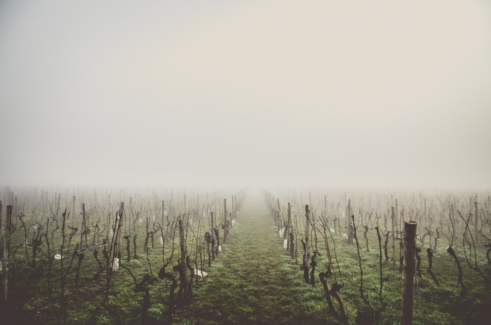 Vineyard rows in the fog