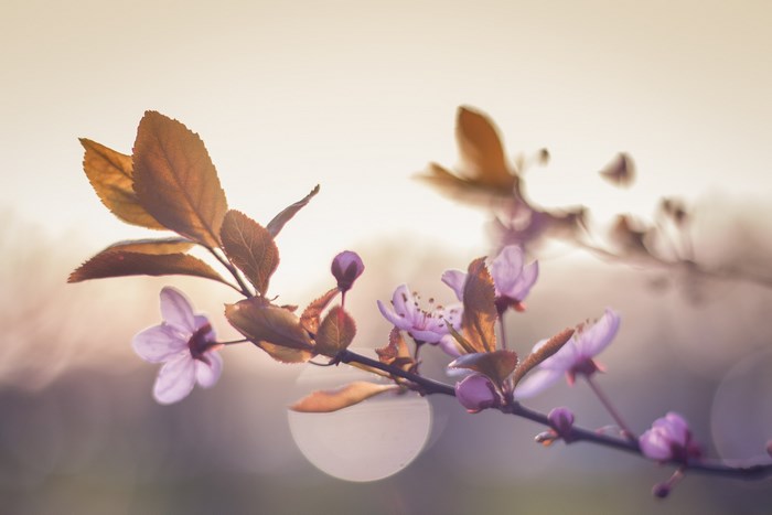 Close up of cherry blossoms and leaves at sunset