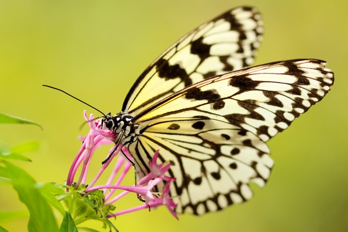 Butterfly on a pink flower in Taiwan