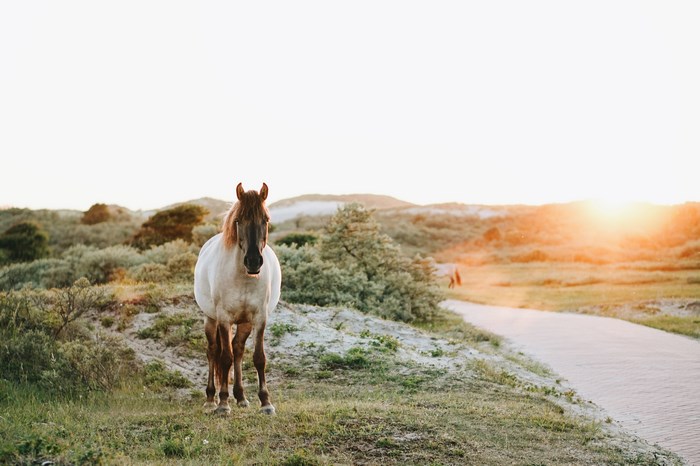 Horse in the dunes at sunrise in the Netherlands