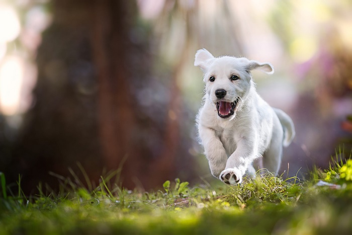 White puppy running in grass
