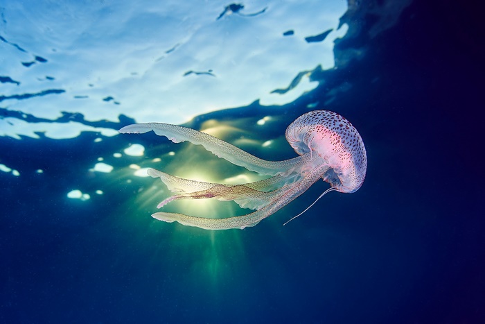 Underwater Jellyfish with Sun Rays