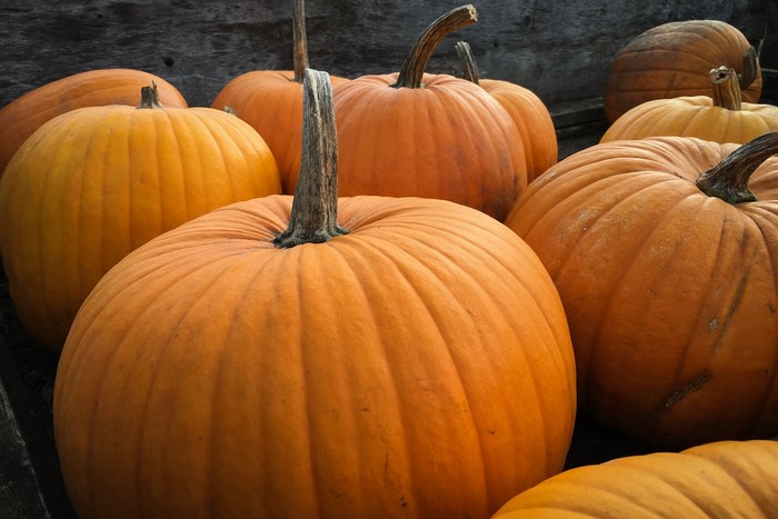 A collection of pumpkins for harvest and decoration