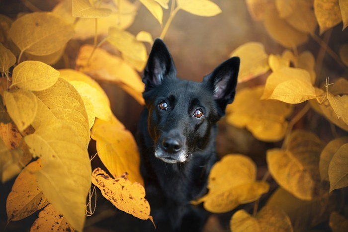 Black dog surrounded by yellow autumn leaves