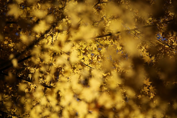 Yellow autumn leaves on branches