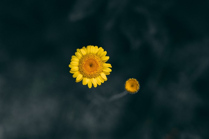Yellow flowers with dark background