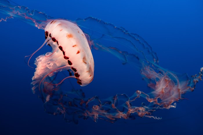 Pink and white jellyfish with long tentacles in blue ocean