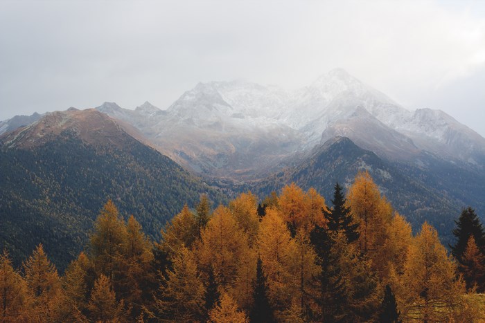 Autumn forest with snow-capped mountains in the background