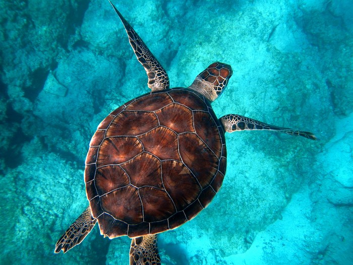Sea turtle swimming in turquoise ocean water