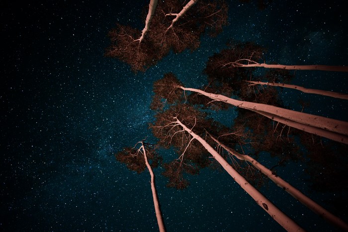Tall trees against a starry night sky