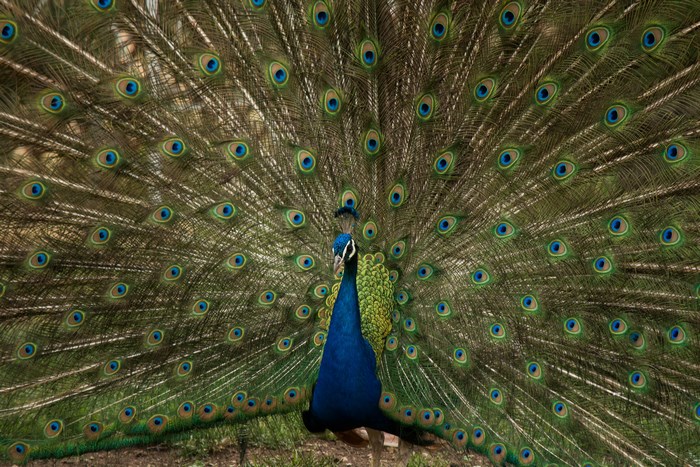 Peacock displaying its colorful tail feathers