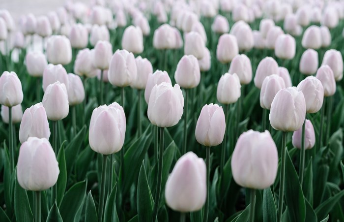 Field of white and pink tulips in bloom