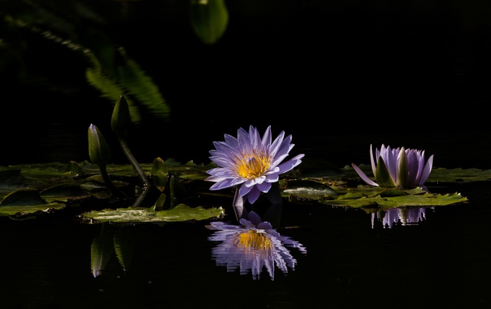 Purple water lilies with reflections on black water