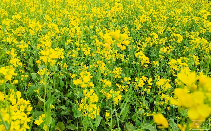 Field of Yellow Mustard Flowers
