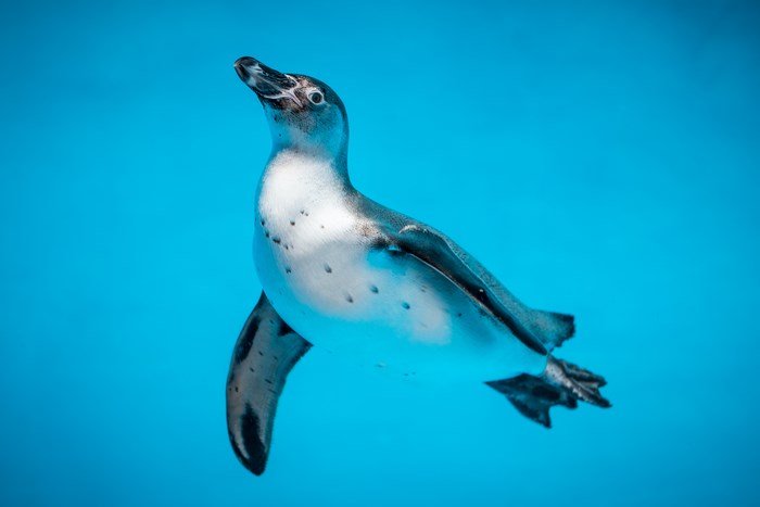 Penguin swimming in blue water