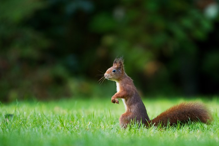 A red squirrel stands in green grass