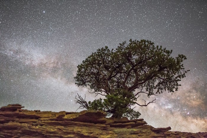 Milky Way over Juniper Tree in Desert Landscape