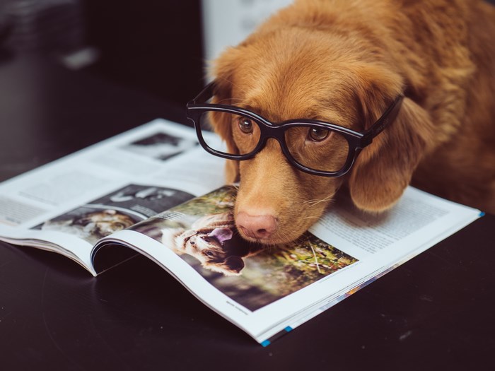 Nova Scotia Duck Tolling Retriever wearing glasses reading a magazine