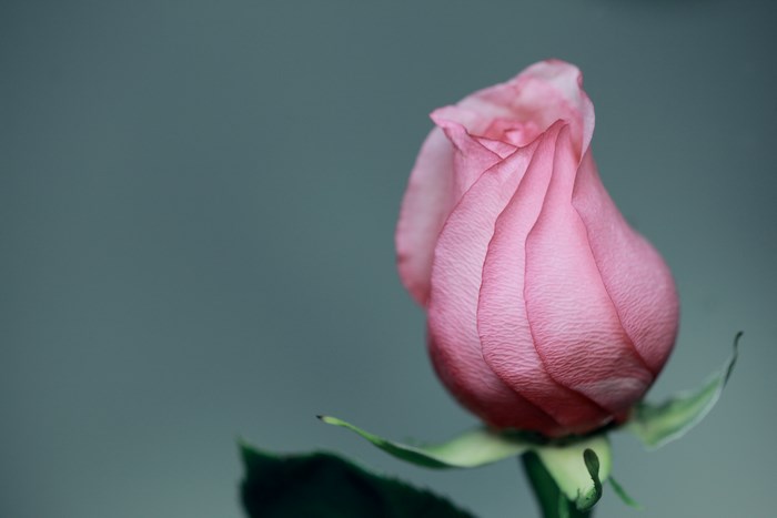 A single pink rose bud with green leaves