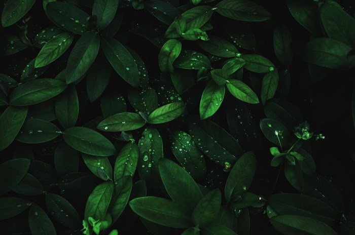 Dark green leaves with water drops