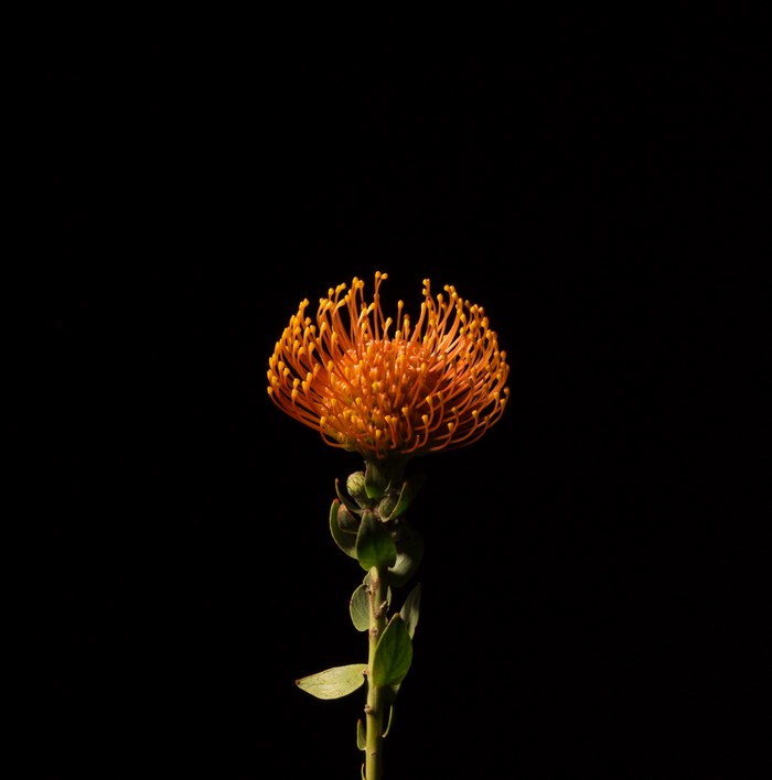Orange pincushion protea flower on a black background